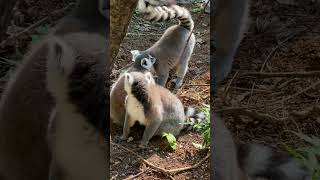 Ring Tailed Lemur pet cute pets [upl. by Colbye]