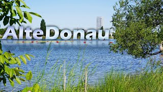 Die Alte Donau  ein Badeparadies mitten in Wien [upl. by Ettezzus]