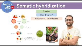 Somatic hybridization Plant tissue culture Principle how it works  Protoplast fusion [upl. by Crescantia]