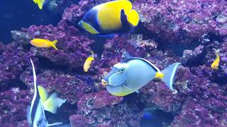 Naso Lituratus Tang fish only saltwater tank [upl. by Meensat]