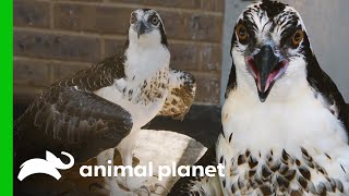 A Pair of Ospreys Join The Bronx Zoo  The Zoo [upl. by Aeresed]