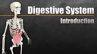 An Introduction to the Digestive System [upl. by Jermayne]