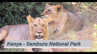 Bucketlist Tips Kenya  Samburu National Park [upl. by Yelyk662]