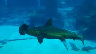 Scalloped Hammerhead Shark  SEA Aquarium Singapore [upl. by Palm]