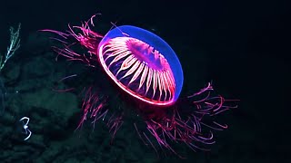 10 Most Beautiful Jellyfish In The World [upl. by Enyamart]