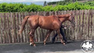 Goffs London Sale 2021 Lot 13 Belmont Avenue [upl. by Albemarle]