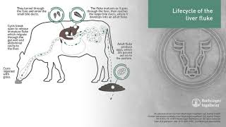 Animated LIFECYCLE of the Liver Fluke [upl. by Atires]