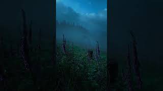 Calm Days naturephotography nature calm relax darkaesthetic aesthetic rain forest twilight [upl. by Antipus]