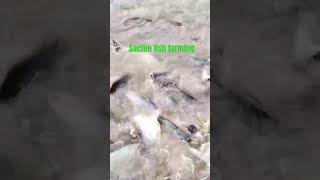 pangasius fish feeding fishing pangasius [upl. by Jaycee543]