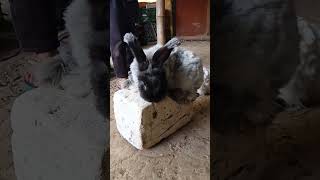 Black Angora rabbit Slomo 10 viral [upl. by Alyakim]