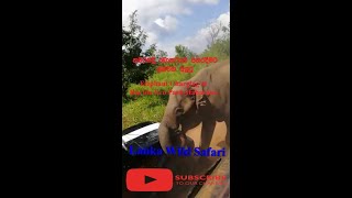 බොනට් රථයට පහර‍දෙන ආකාරය  Sri Lankan Elephant Attack to Jeep  Habarana [upl. by Gerdi]