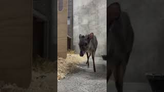 Blue Duiker Calf  Cincinnati Zoo shorts [upl. by Corvin]