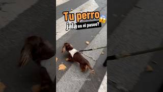 ❌ Que tu PERRO no jale más ❌ perros consejosparaperros perro cuidadoperros consejosmascotas [upl. by Sewoll336]