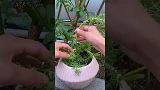 Decoration portulaca flower in pot shortvideo gardening portulaca portulacaflower bonsai diy [upl. by Llevart]