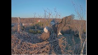 An intruder enjoys her stay in the nest until Scout comes to chase herNCTC Eagle Nest 秃鹰24 11 08 [upl. by Aisercal]