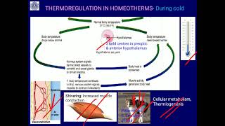 Thermoregulation in Homeotherms [upl. by Lavery]