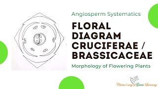 Cruciferae or Brassicaceae Floral Diagram I Morphology of Flowering Plants [upl. by Aihsenet]