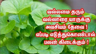 Vallari Keerai  Vallarai Keerai Benefits Tamil  Vallarai Keerai Uses in Tamil  Tamil Health Tips [upl. by Dougherty]