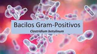 Microbiologia Médica Clostridium botulinum  Bacilos Gram Positivos [upl. by Emlynne]