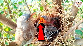 Babbler Bird’s Love for Its Chick  A Beautiful Sight  Babbler Feeds DiscoveryBirds [upl. by Airamzul]