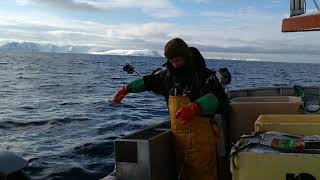 Juksafiske skrei 15 mars 2019 Måsøy FinnmarkJigging for cod in Northern Norway March 15 2019 [upl. by Boykins576]