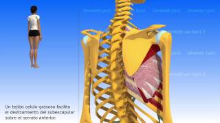 Articulación escapulo torácica [upl. by Eicnahc]