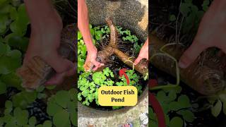 DIY Outdoor Cement Fish Pond🥰fish outdoorfishpond fishpond shorts fishlover guppy mollypond [upl. by Terrie]