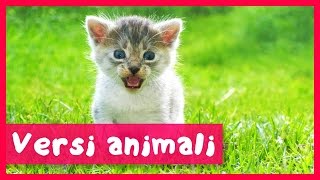 Versi animali per bambini [upl. by Akinirt]