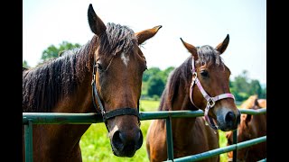 Baker Institute for Animal Health Mandi de Mestre amp The GraysonJockey Club Research Foundation [upl. by Putnam]