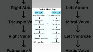 antomy and physiologycardiovascular system cardiac blood flow [upl. by Surovy]