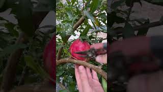 Pruning Fruit Tree✂️🍎 [upl. by Esineg]