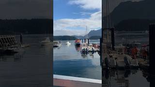 whale watching at Tofino BC part 2 dailyvlog shortvideo subscribe whalewatchingtour travel [upl. by Yenetruoc339]