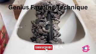 Amazing Farming Technique shortsvideo farming urbanfarming verticalfarming [upl. by Selma]