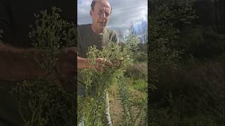 Invasive Guernsey Fleabane conyza canariensis invasivespecies gardening permaculture herbs [upl. by Adieren]