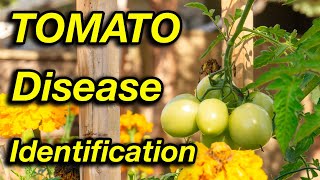 Stop worrying about tomato diseases Watch this [upl. by Bekaj]