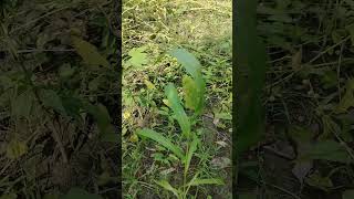 কাউনকাওনSetaria italicafoxtail millet nature beautiful amazing beauty food crop corn ফসল [upl. by Delfeena]