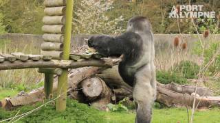 Its Ambam The Famous Gorillas 27th Birthday [upl. by Anyah961]