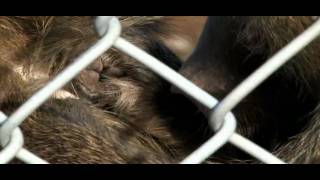 Baboons Grooming  Michael Fromberg [upl. by Erreipnaej770]