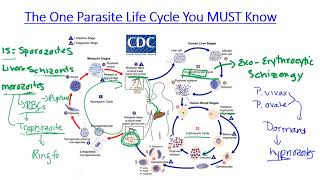 Radical Cure of P vivax Malaria [upl. by Eyla40]