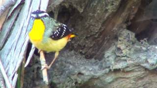 Australian Bird  Spotted Pardalote [upl. by Dressler313]