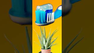 A natural aloe🪴 toothpaste🪥thats easy to make at home aloevera toothpaste diy [upl. by Anyek397]