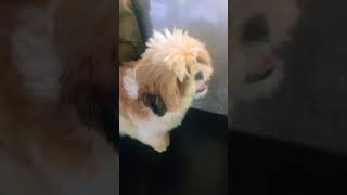 Cute dog ytshorts shorts trending song how music newdog pets trending [upl. by Annelak14]