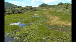 Pantanal de Corumbá [upl. by Thisbee]