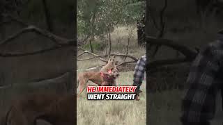 Brave man punches a Kangaroo to save his friend shorts [upl. by Hittel]