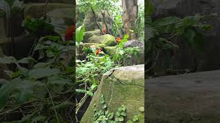 Parc Zoologique de Paris  Paris Zoological Park  Summer Session  S9 6 🦁 short4 [upl. by Whang]