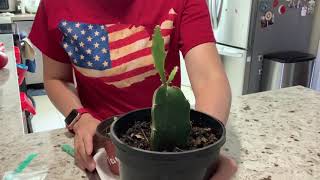 Dragon Fruit GRAFTING Dragon Fruit Seedlings NO TAPE Only 1 minute Simple easy amp fast [upl. by Anigar]