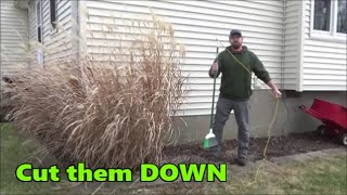 How to Cut Down Large Ornamental Grasses by Yourself [upl. by Felita]