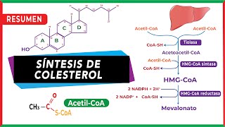 Síntesis endógena del colesterol Resumen paso a paso  Metabolismo [upl. by Abrahams]