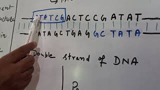 Cruciform DNA [upl. by Celle296]