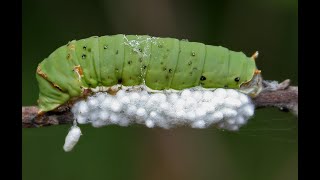 Какие паразитоиды Apanteles Braconidae вывелись из коконов на лебеде Chenopodium энтомология [upl. by Eaned463]